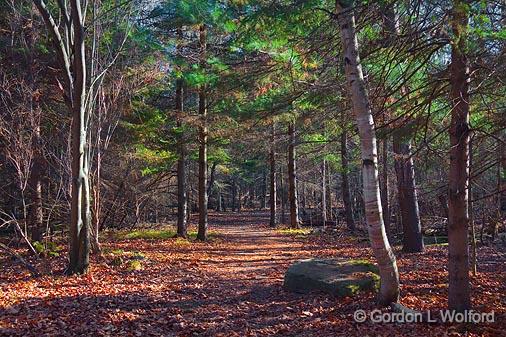 Sarsaparilla Trail_10662.jpg - Photographed at Ottawa, Ontario - the capital of Canada.